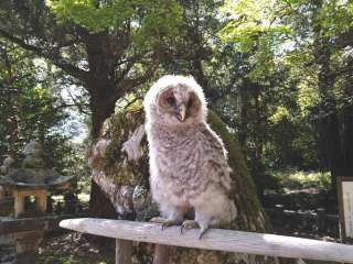 フクロウの赤ちゃん
