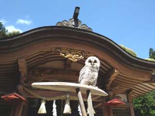 フクロウの赤ちゃん