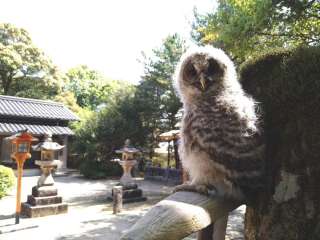 フクロウの赤ちゃん